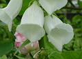 2008-0529_1530_Foxglove_19,2_C
